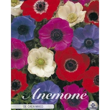 Bukettanemone - Anemone Coronaria 'De Caen Mixed' 20-pakning