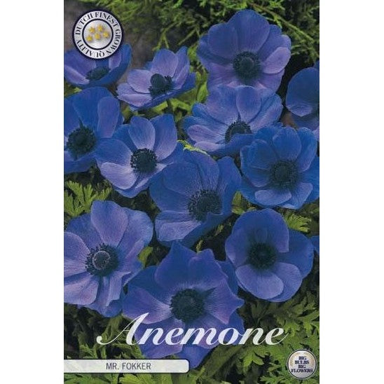 Bukettanemone - Anemone Coronaria 'Mr. Fokker' 20-pakning