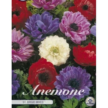 Bukettanemone - Anemone Coronaria 'St. Brigid' Mixed 20-pakning