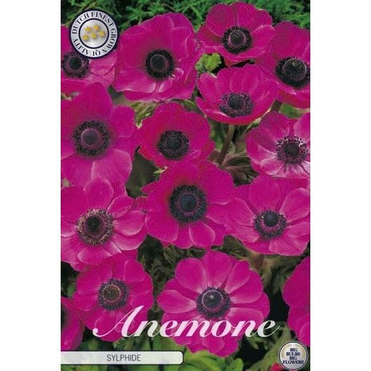 Bukettanemone – Anemone Coronaria 'Sylphide' 20-pakning