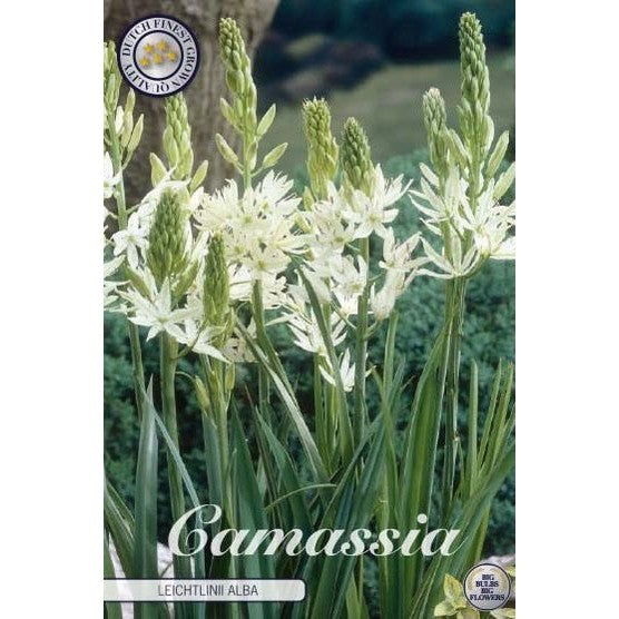 Stjernehyasint - Camassia leichtlinii 'Alba' 3-pakning