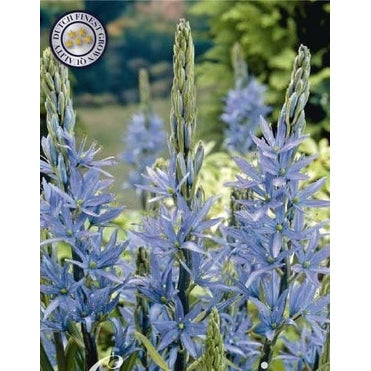 Stjernehyasint-Camassia Blue 3-pakning