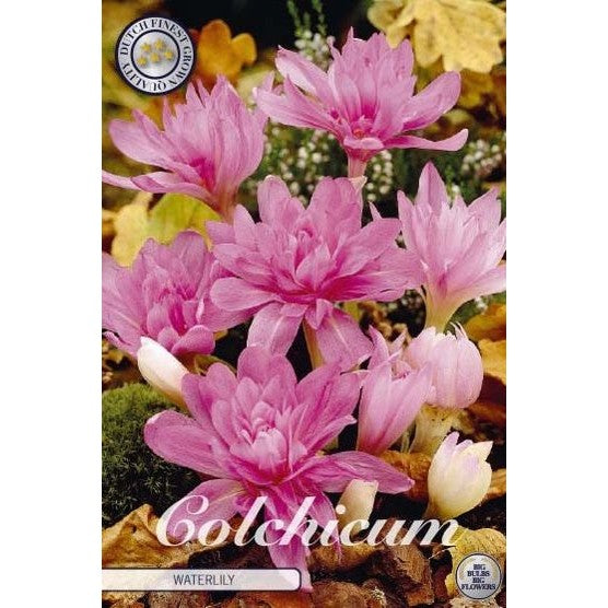 Tidløs - Colchicum 'Waterlily' 1-pakning