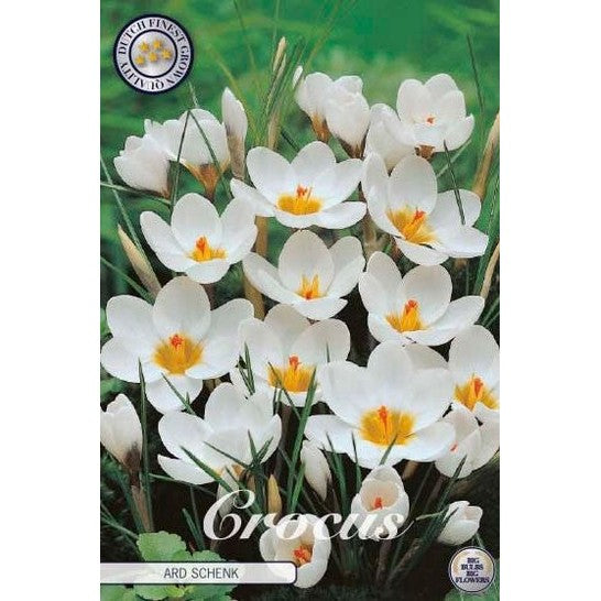 Begerkrokus - Crocus Chrysanthus 'Ard Schenk' 20-pakning