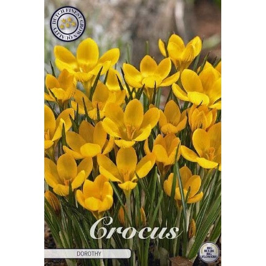 Begerkrokus-Crocus Chrysanthus 'Dorothy' 20-pakning