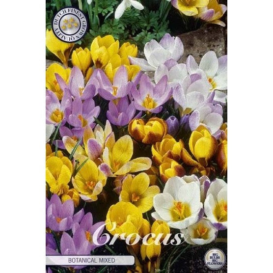 Krokus - Crocus Botanical 'Botanical Mixed' 20-pakning