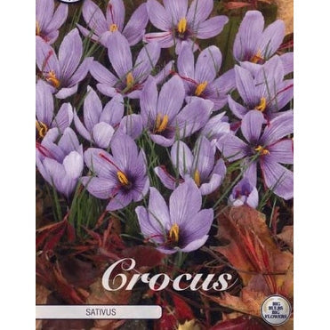 Krokus-Crocus botanical 'Sativus' 10-pakning