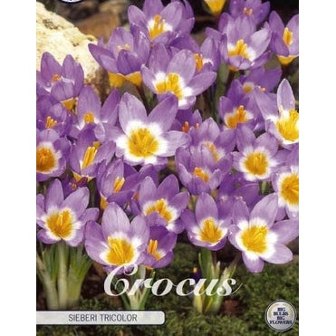 Begerkrokus-Crocus Chrysanthus 'Sieberi Tricolor' 20-pakning