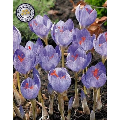 Krokus-Crocus botanical 'Speciosus' 15-pakning