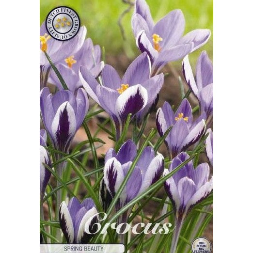 Begerkrokus - Crocus Chrysanthus 'Spring Beauty' 20-pakning