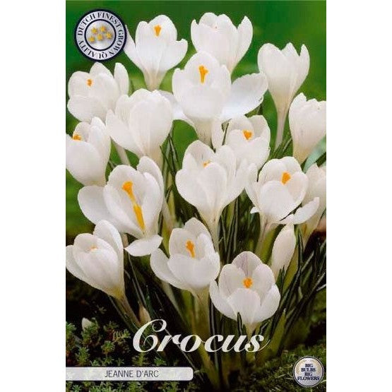 Vårkrokus - Crocus Vernus 'Jeanne D´Arc' 10-pakning