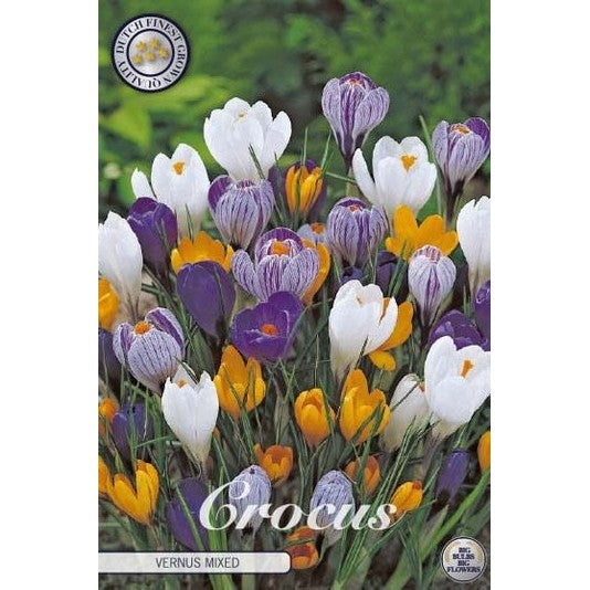 Vårkrokus - Crocus Vernus 'Vernus Mixed' 10-pakning