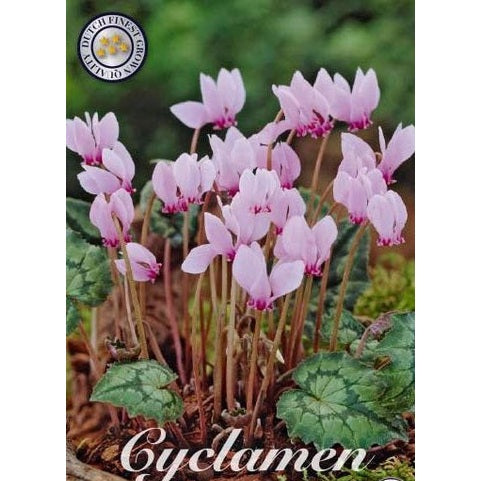 Alpesyklamen Hederifolium 3-pakning