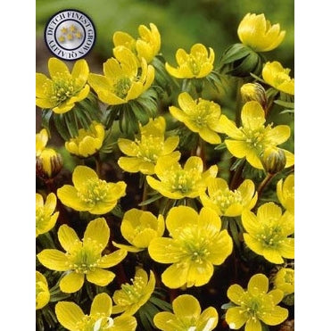 Vinterblom - Eranthis Hyemalis 10-pakning