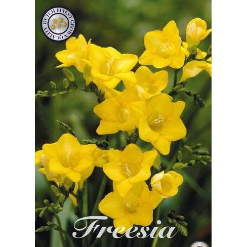 Freesia 'Yellow' 15-pakning