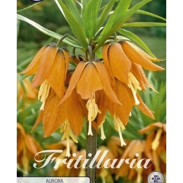 Keiserkrone - Fritillaria imperialis 'Aurora' 1-pakning