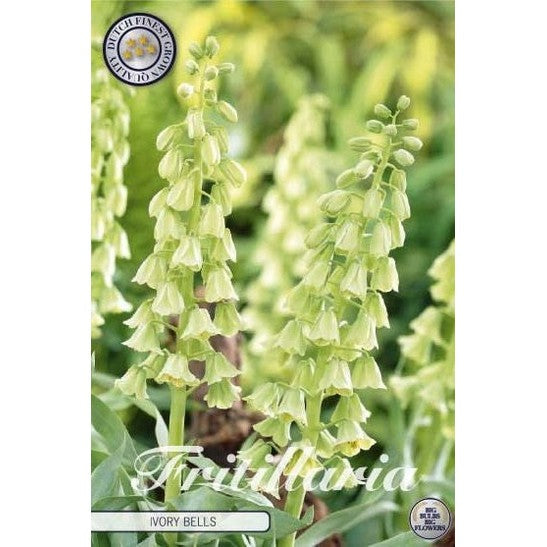 Klokkelilje - Fritillaria persica 'Ivory Bells' 1-pakning