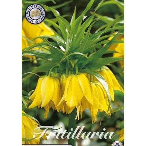 Keiserkrone - Fritillaria imperialis 'Lutea' 1-pakning