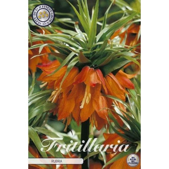 Keiserkrone-Fritillaria imperialis 'Rubra' 1-pakning