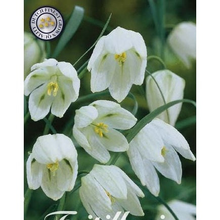Rutelilje - Fritillaria Meleagris 'Alba' 10-pakning