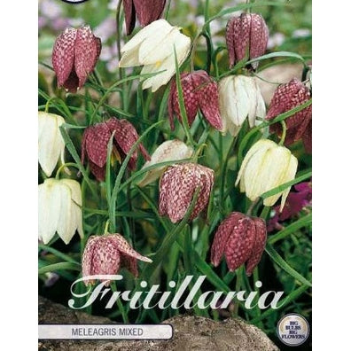 Rutelilje - Fritillaria meleagris 'Meleagris Mixed' 15-pakning