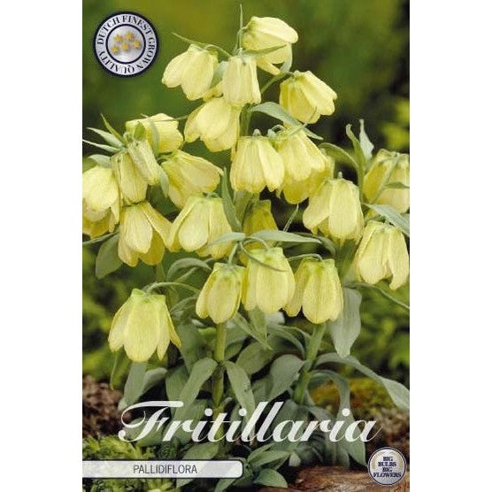 Blek klokkelilje - Fritillaria Pallidiflora 'Pallidiflora' 2-pakning