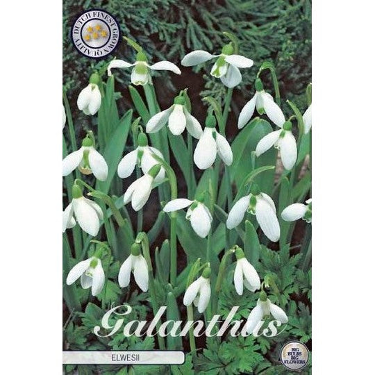 Tyrkisk snøklokke - Galanthus Elwesii 10-pakning