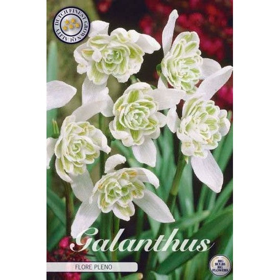 Snøklokke-Galanthus Nivalis 'Flore Pleno' 7-pakning