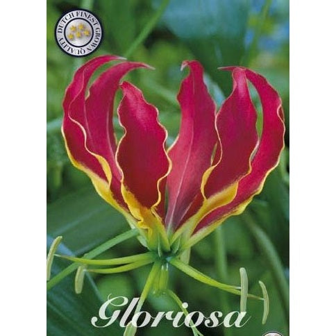 Klatrelilje - Gloriosa superba 'Rotschildiana' 1-pakning