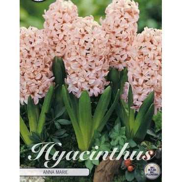 Hyasint Anna Marie 5-pakning