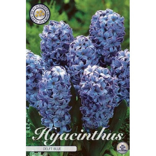 Hyasint Delft Blue 5-pakning