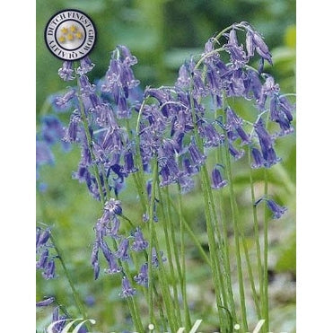 Engelsk klokkehyasint-Hyacinthoides non scripta 'Non Scripta' 10-pakning