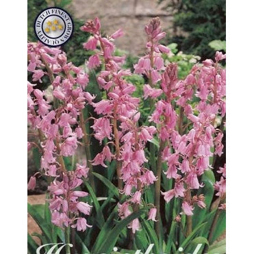 Spansk klokkehyasint - Hyacinthoides hispanica 'Pink' 10-pakning