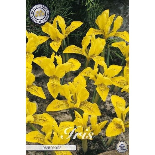Vinteriris - Iris Danfordiae 15-pakning