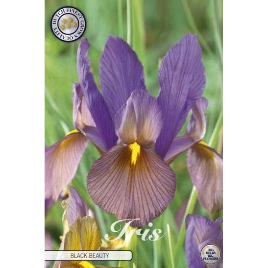 Nederlandsk iris - Iris hollandica 'Black Beauty' 10-pakning