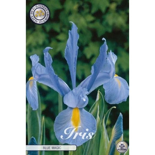 Hollandsk iris-Iris hollandica 'Blue Magic' 15-pakning