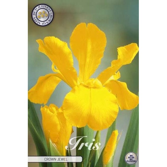 Nederlandsk iris-Iris hollandica 'Crown Jewel' 15-pakning
