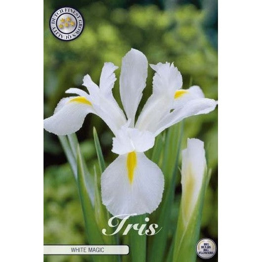 Nederlandsk iris-Iris hollandica 'White Magic' 15-pakning