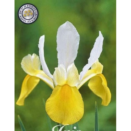 Hollandsk iris - Iris hollandica 'Symphony' 15-pakning