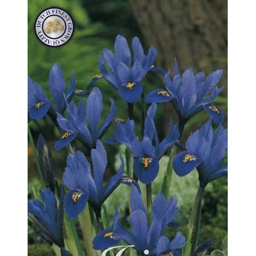 Våriris-Iris reticulata 'Blue' 15-pakning