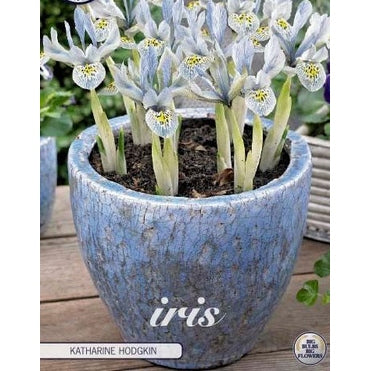 Våriris-Iris reticulata 'Katharina Hodgkin' 10-pakk