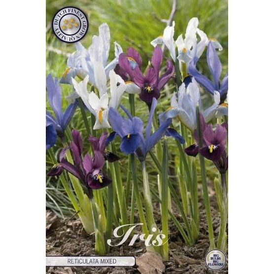 Våriris-Iris reticulata 'Reticulata Mixed' 15-pakning