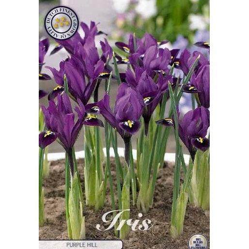 Våriris - Iris reticulata 'Purple Hill' 15-pakning