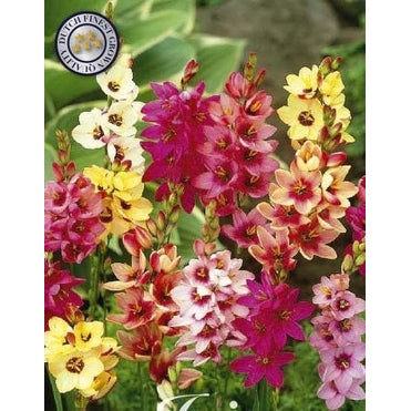 Ixia 'Mixed' 20-pakning