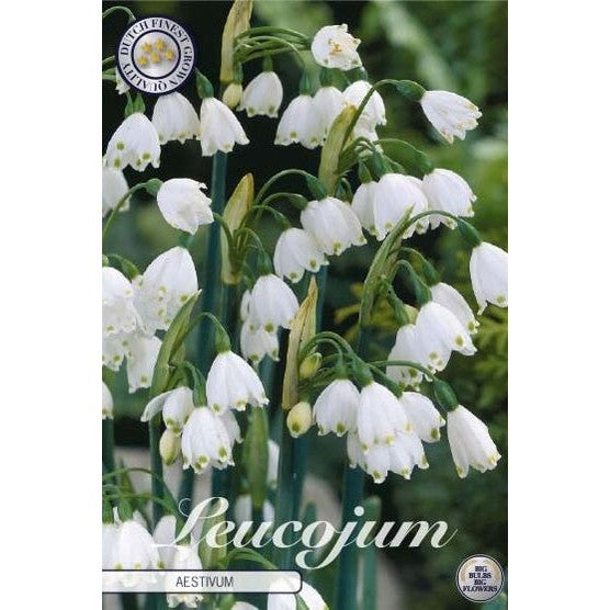 Sommersnøklokke - Leucojum Aestivum 10-pakning