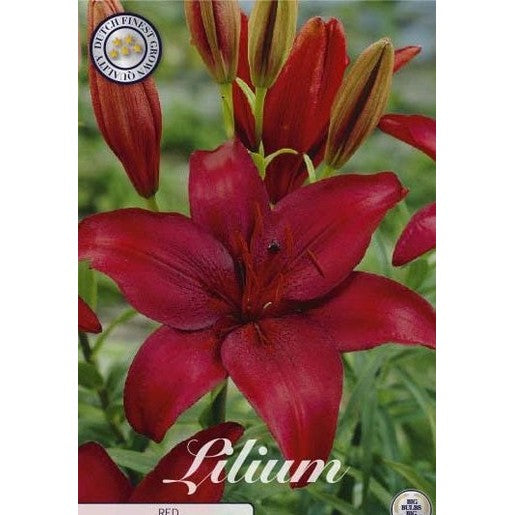 Asiatlilje - Lilium asiatic 'Red' 2-pakning
