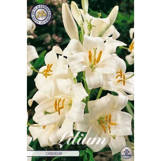 Madonnalilje - Lilium Candidum 1-pakning