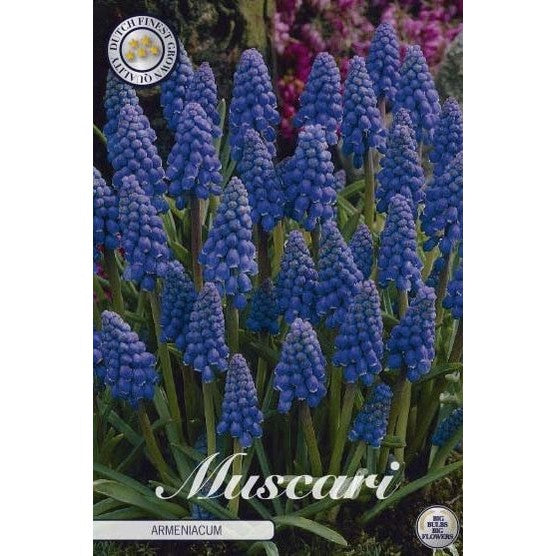 Armensk perlehyasint-Muscari Armeniacum 20-pakning