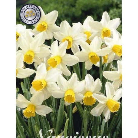 Narcissus Golden Echo 7-pakk