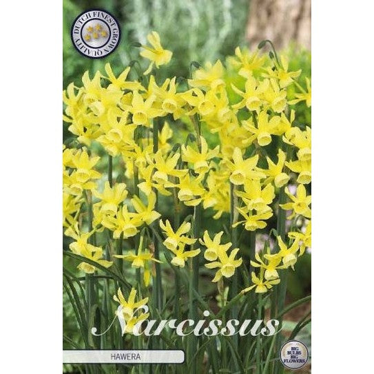 Narcissus Hawera 10-pakning